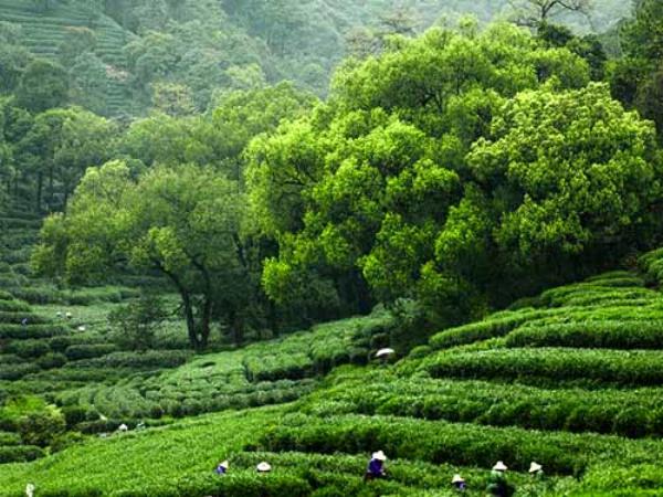 暖春问茶，那些散落在杭州茶园深处的小资栖所