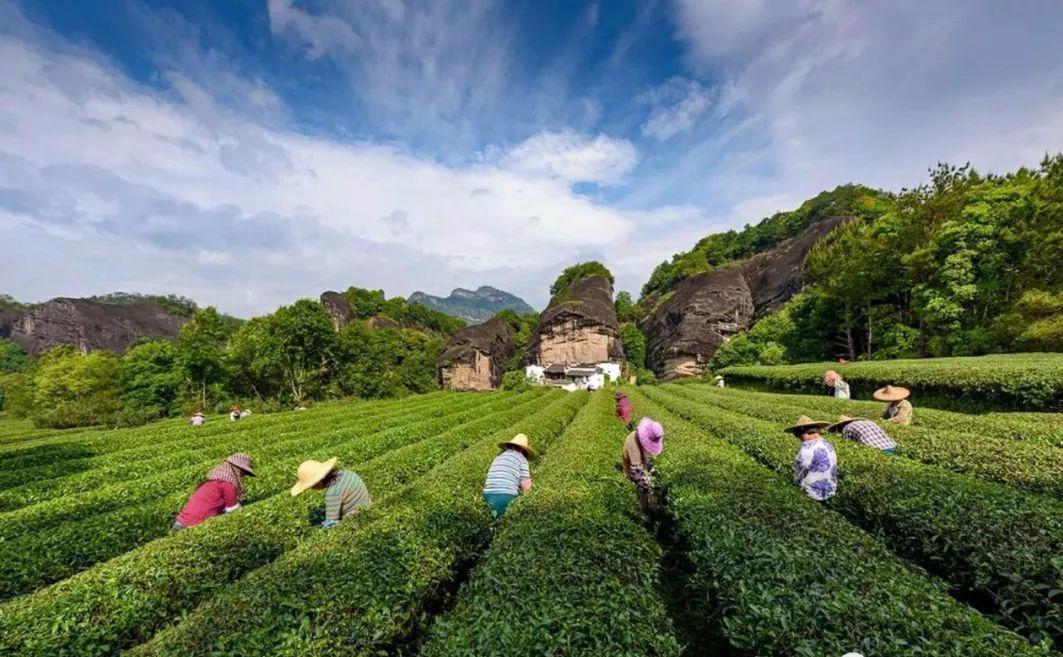 端午周末特惠 818元两晚武夷山民宿套餐，品茶赏剧全包！