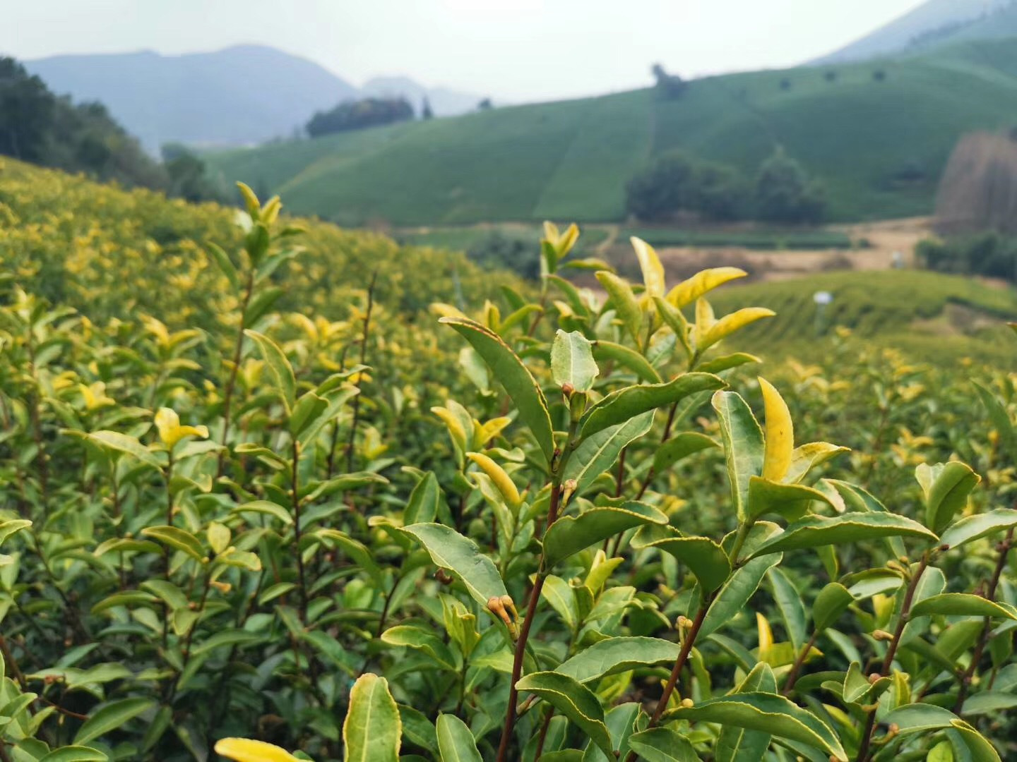 黄金芽:茶叶界的一朵&ldquo;奇葩&rdquo;